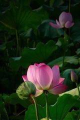 P1000176副本.jpg