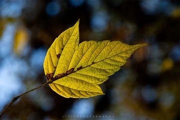 DSC03206.jpg