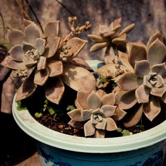 植物