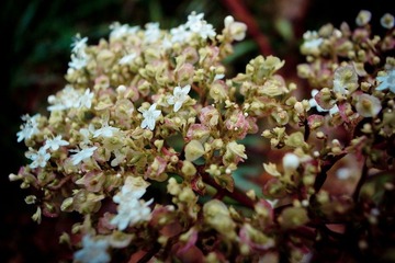 花