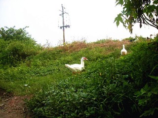 DSCN8736_副本.jpg