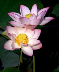 DSC04286.JPG