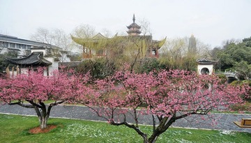 常州红梅公园雪霁