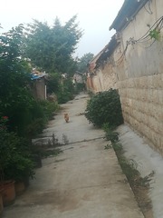 3524556