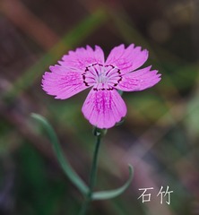 CA633C31-0E6F-4A4D-930D-4983E77B94CF/L0/001