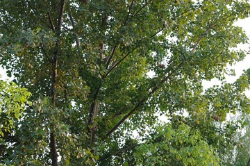 IMGP6540.JPG