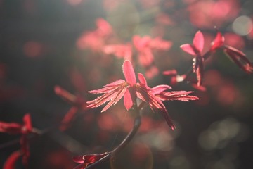 114715