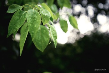 被雨水打湿的叶子，嫩绿