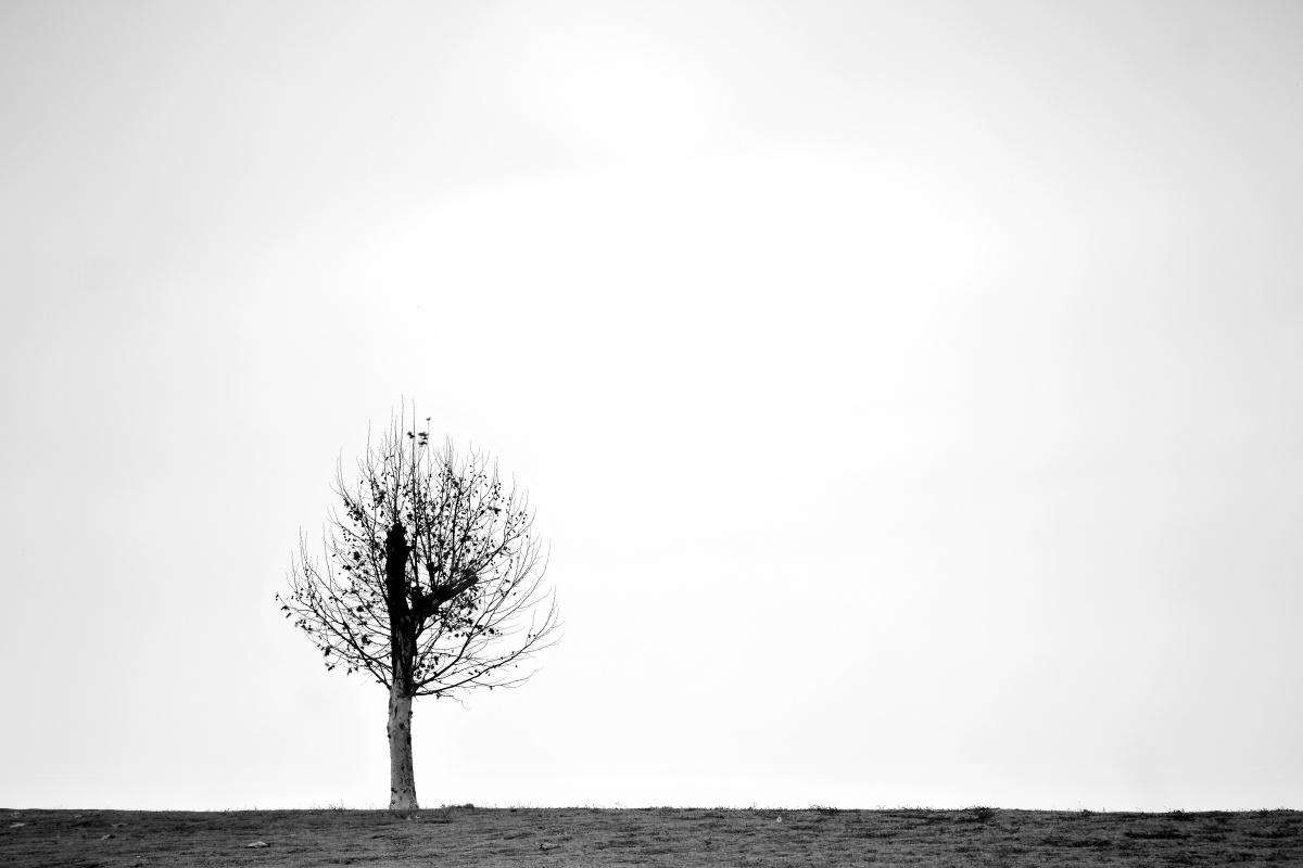 街边的一棵小树