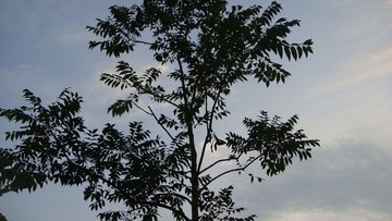 DSC01793.JPG