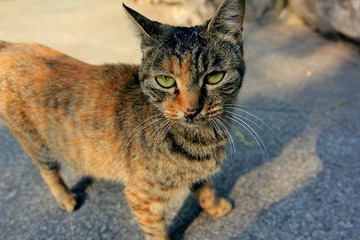IMG_3391_副本.jpg