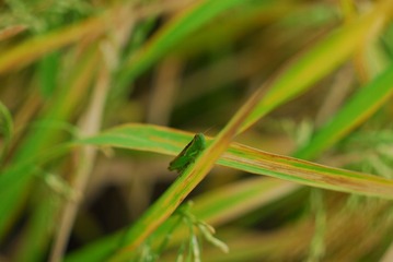 CCD_0011