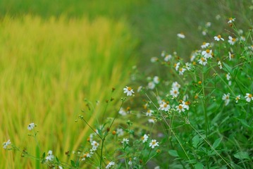 CCD_0012