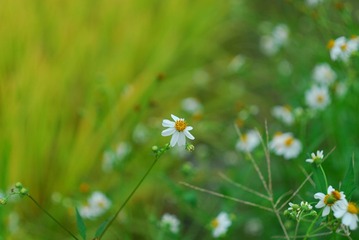 CCD_0013