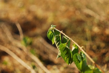 CCD_0021