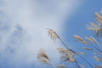 CCD_0073