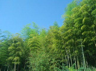 403EE0FB-E268-47FF-B46E-960DD36CD495/L0/001