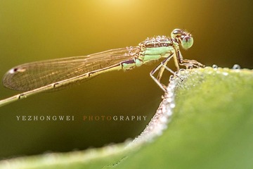 IMG_8768b