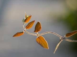 144662