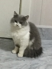 627