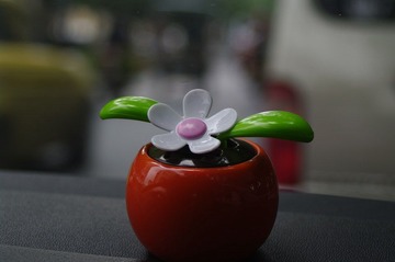 IMGP9954.JPG