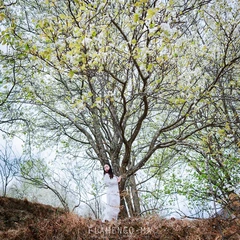 Under the tree