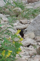 CIMG0472.JPG