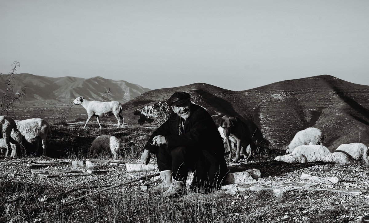 唐桥陵上牧羊人