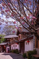 小巷春早
