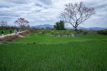 田园景色