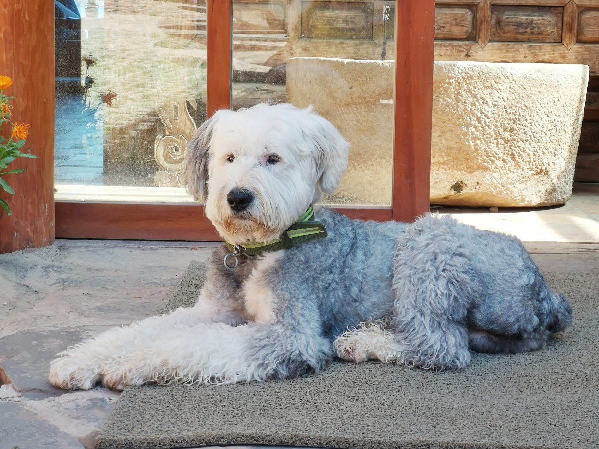 泸沽湖糊涂窝客栈。一只可爱的网红狗狗,名字