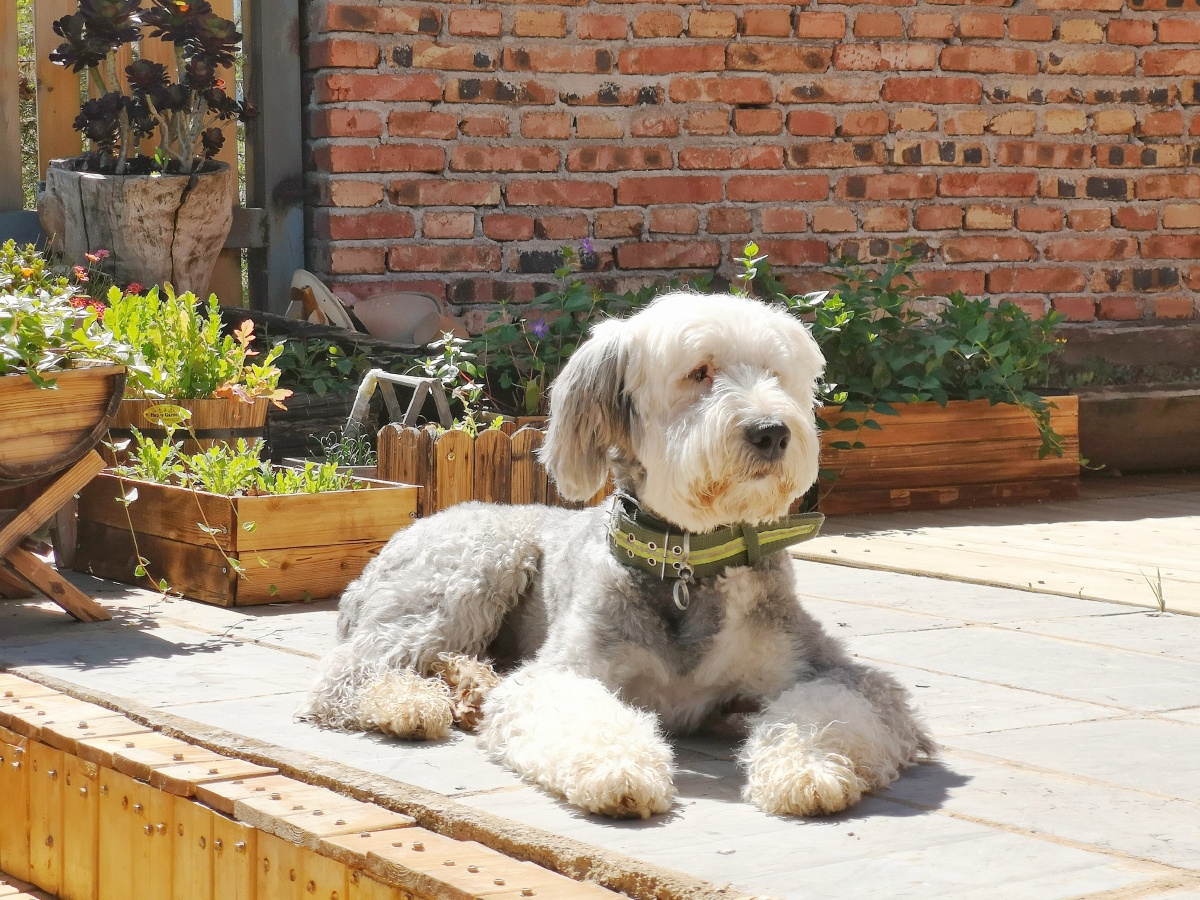 泸沽湖糊涂窝客栈。一只可爱的网红狗狗,名字