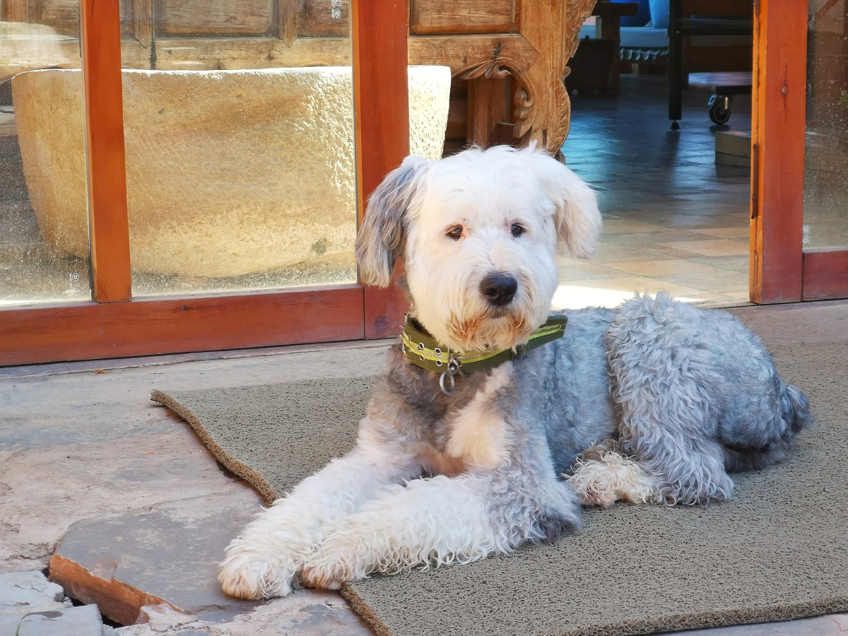 泸沽湖糊涂窝客栈。一只可爱的网红狗狗,名字