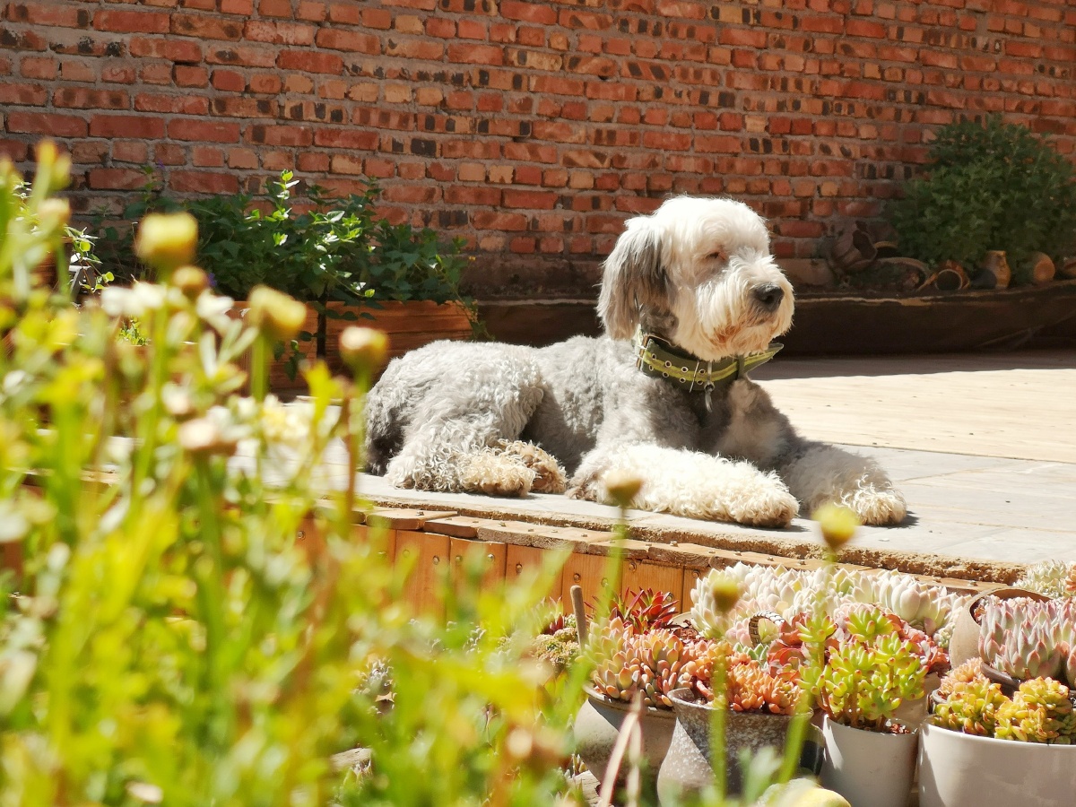 泸沽湖糊涂窝客栈。一只可爱的网红狗狗,名字