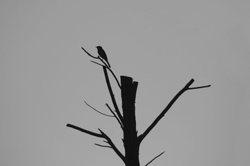 DSC03137.jpg
