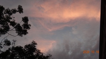 1000008274