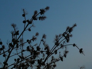 96F1CBBA-2C4E-45CD-8DE0-085C989F555F/L0/001