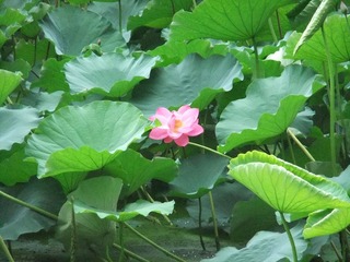 DSCF8900.JPG