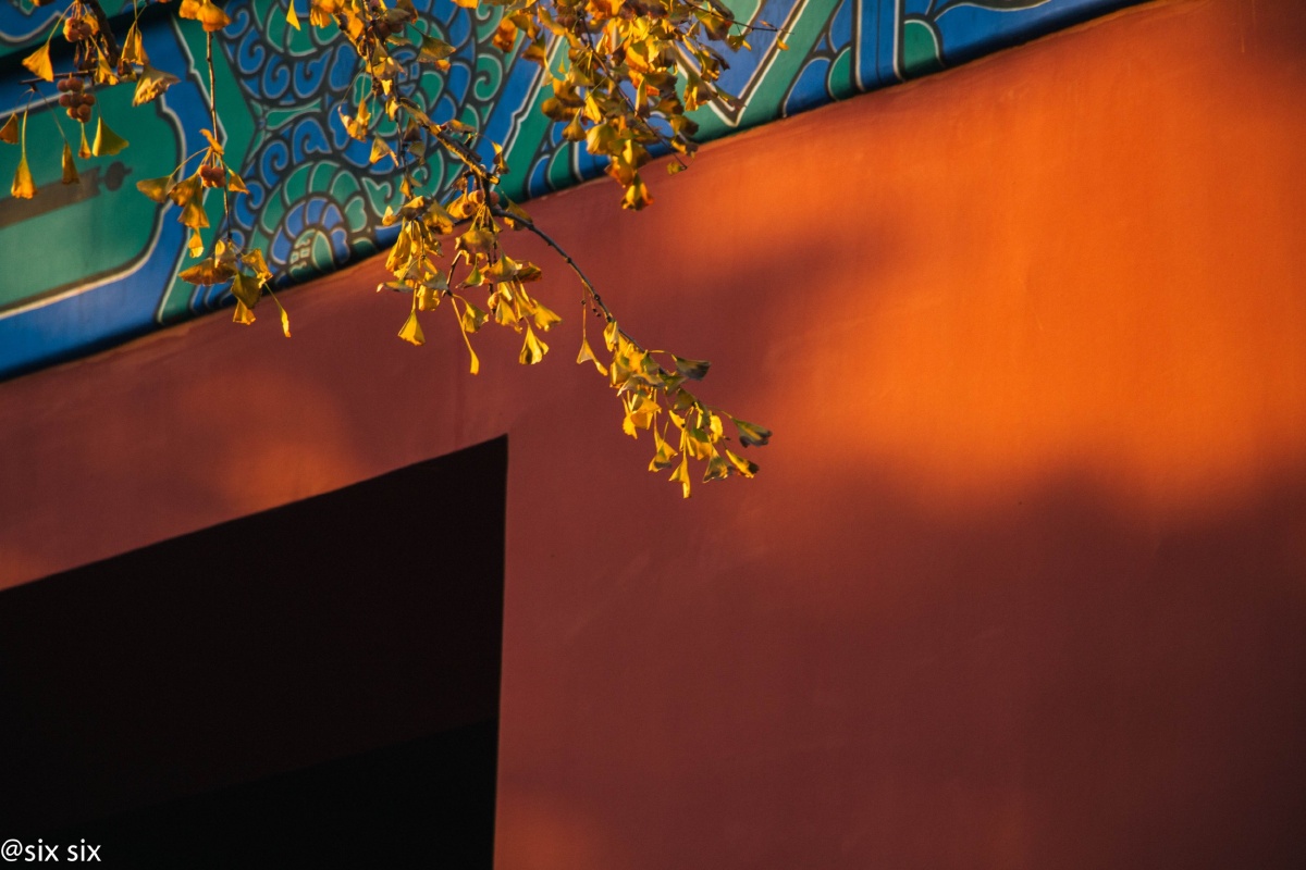 红墙配黄叶,竟然觉得很和谐!中国风真美