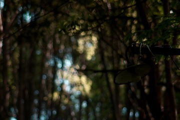 A9909545-ED5C-41D9-AE2B-E3F296DF36FB/L0/001