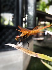 DSCF0758p.jpg