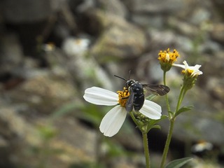 DSCF1525p.jpg