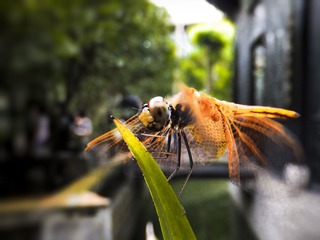 DSCF0747p.jpg