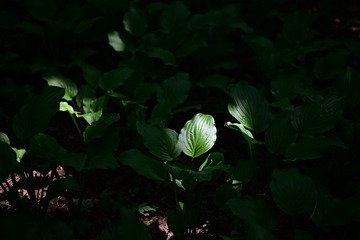 001