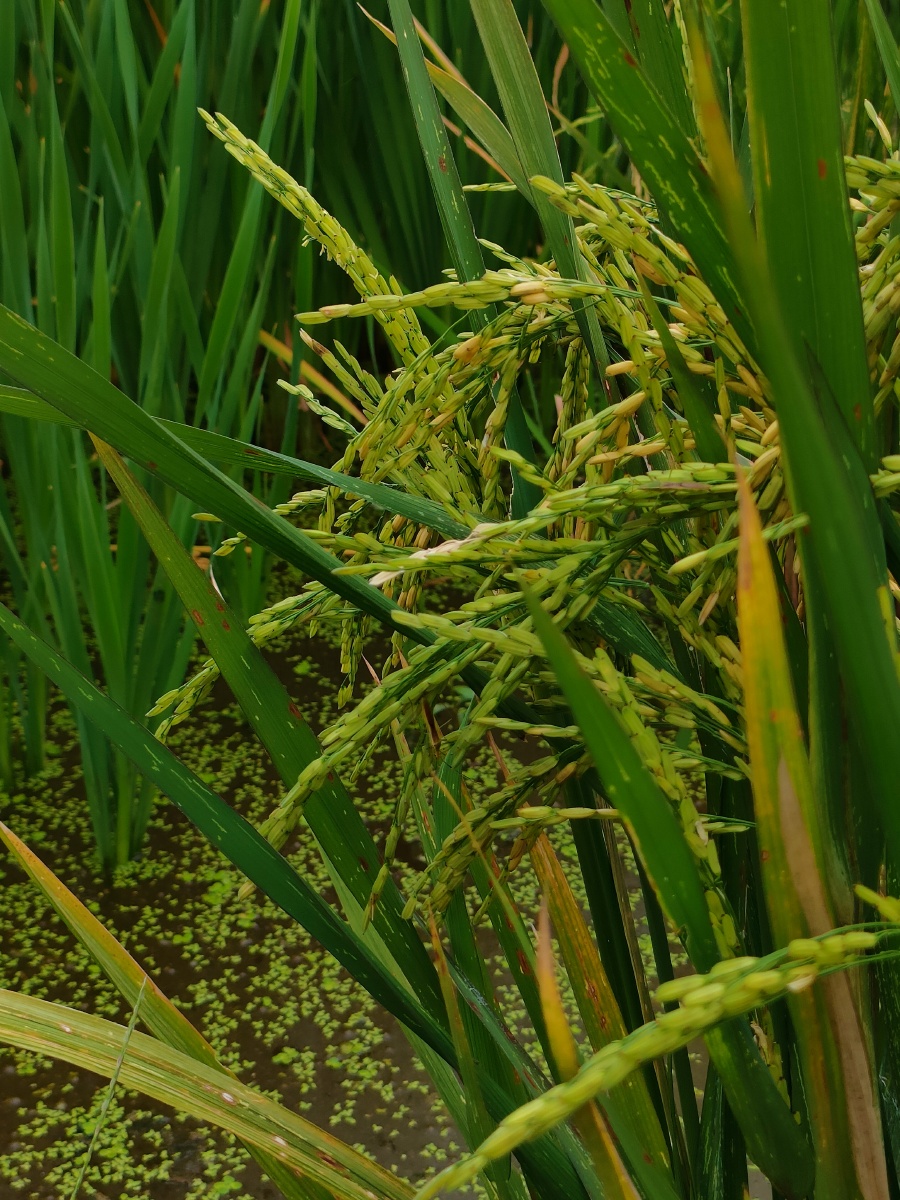 二次生长的水稻 - kk子不怕困难 - 图虫