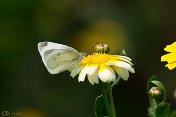 DSC05321.jpg