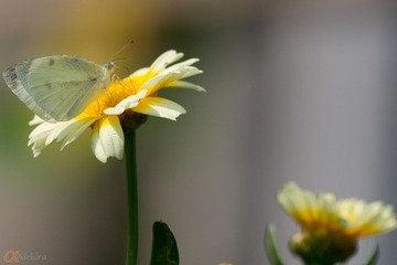 DSC05324.jpg