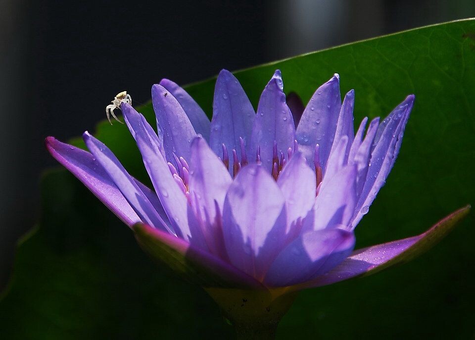 蓝莲花<br />
