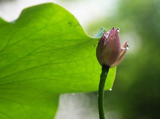 DSC_4991.jpg
