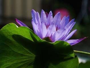 DSC_4747.jpg